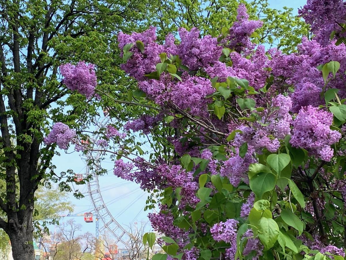 Magic Vienna Right Next To The Prater! Apartment ภายนอก รูปภาพ